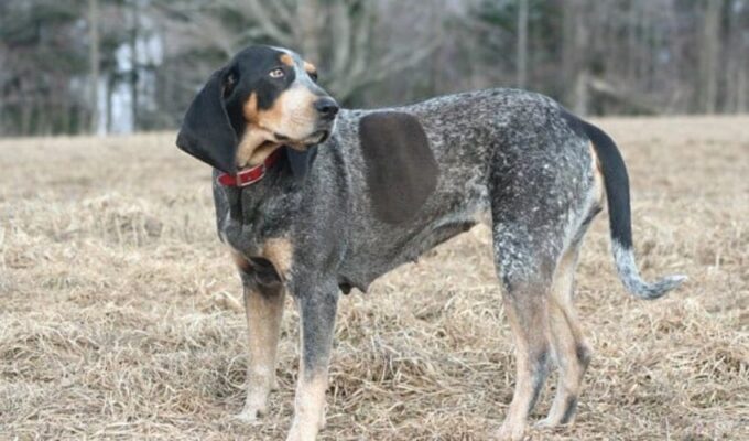 Chế độ dinh dưỡng hoàn hảo cho chó English Coonhound: Cách chăm sóc và dinh dưỡng đúng cách