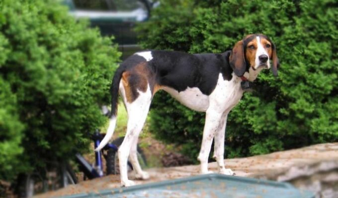 Tại sao chó English Coonhound kén ăn, biếng ăn, bỏ ăn và cách xử lý – Bí quyết giúp chó English Coonhound thích ăn và không bỏ bữa