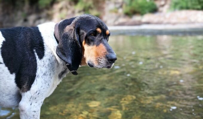 Giải quyết những vấn đề khi nuôi chó con English Coonhound: Bí quyết và kinh nghiệm hữu ích