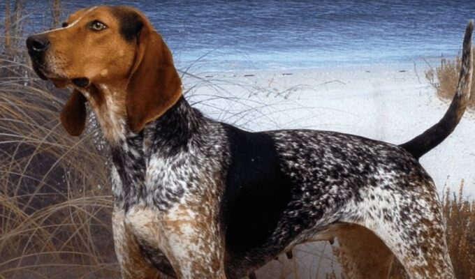 Cách nuôi chó English Coonhound con sơ sinh khi không có mẹ: Bí quyết nuôi chó con sơ sinh hiệu quả