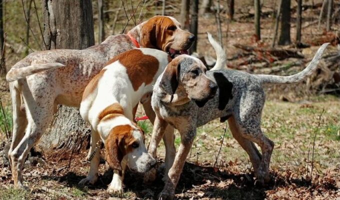 5 cách nuôi chó English Coonhound con an toàn để tránh ngộ độc thức ăn