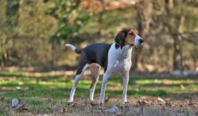 Cách nuôi chó English Coonhound cho người mới bắt đầu: Bí quyết và kinh nghiệm