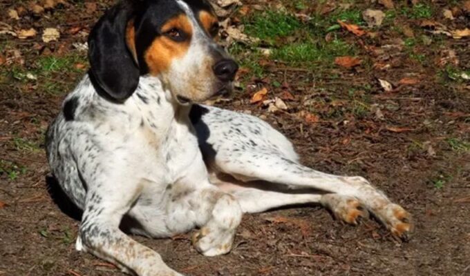 Cách điều trị rận ký sinh trên lông Chó English Coonhound hiệu quả