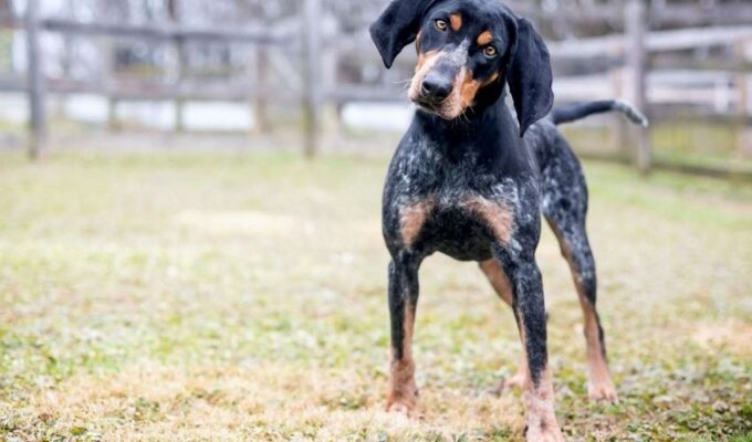 Cách phòng tránh bệnh rận ký sinh trên lông chó English Coonhound: Phương pháp hiệu quả từ A đến Z