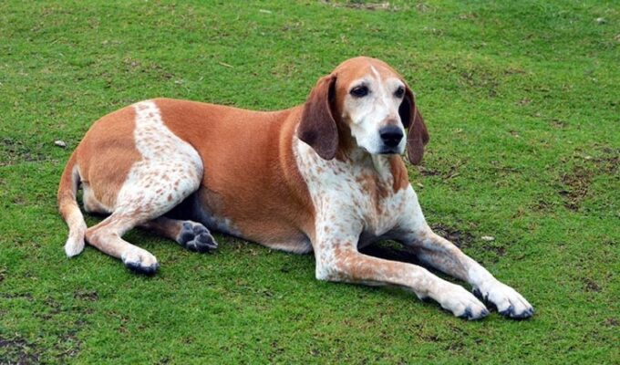 Cách nhận biết và phòng tránh tiêu chảy ở chó English Coonhound