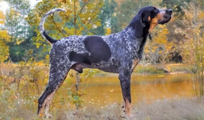 Cách chăm sóc chó English Coonhound mang thai đúng cách và chi tiết