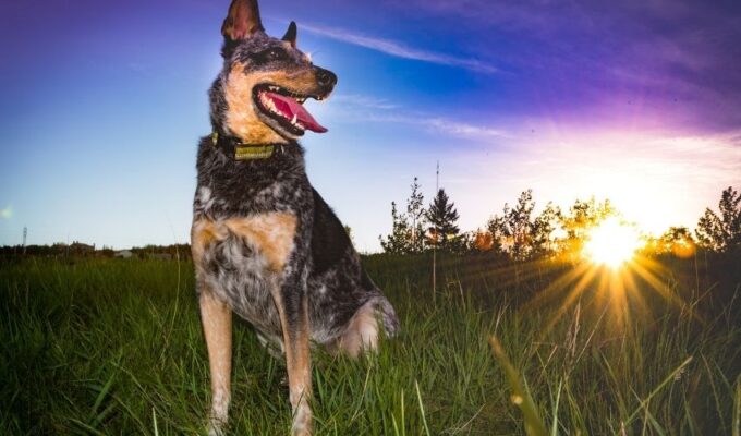 Cách Bổ Sung Canxi Cho Chó English Coonhound: Hướng Dẫn Chi Tiết