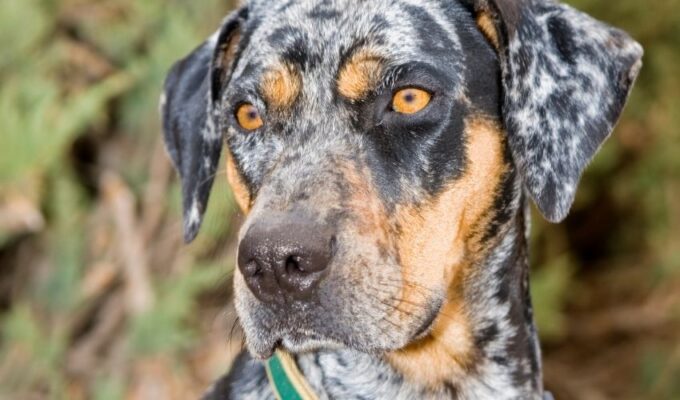 Cách phòng và trị bệnh béo phì ở chó English Coonhound: Mẹo hữu ích cho việc chăm sóc chó cưng của bạn