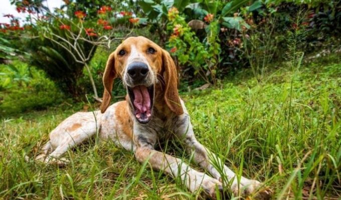 Cách phòng và trị bệnh rối loạn đông máu ở chó English Coonhound: Hướng dẫn chi tiết