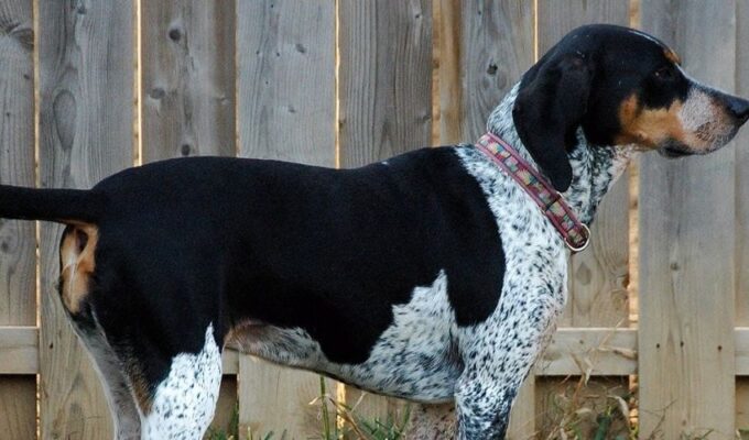 Cách phòng và trị bệnh tim mạch ở chó English Coonhound: Những biện pháp hiệu quả