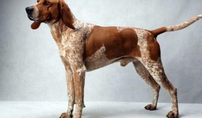 Cách nuôi chó English Coonhound để chúng khỏe mạnh: Bí quyết và kinh nghiệm