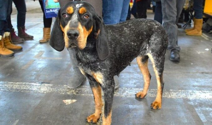 Chó English Coonhound: Tần suất sinh sản và số lượng con một năm