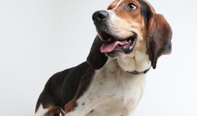 Nuôi chó English Coonhound: Chi phí nuôi và chăm sóc