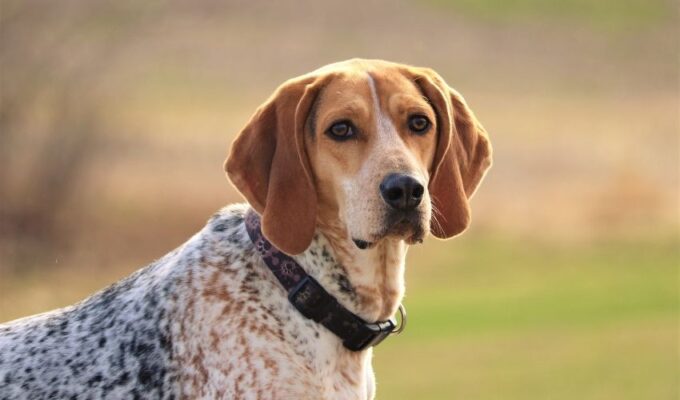 5 cách chăm sóc vệ sinh chó English Coonhound một cách dễ dàng