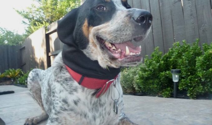 Những điều cần lưu ý khi chăm sóc chó English Coonhound