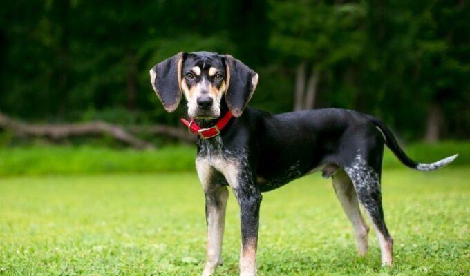 Cách nhân giống chó English Coonhound: Bí quyết hiệu quả