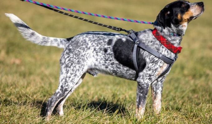 Cách chăm sóc lông cho chó English Coonhound: Bí quyết nuôi dưỡng lông bóng và mềm mại