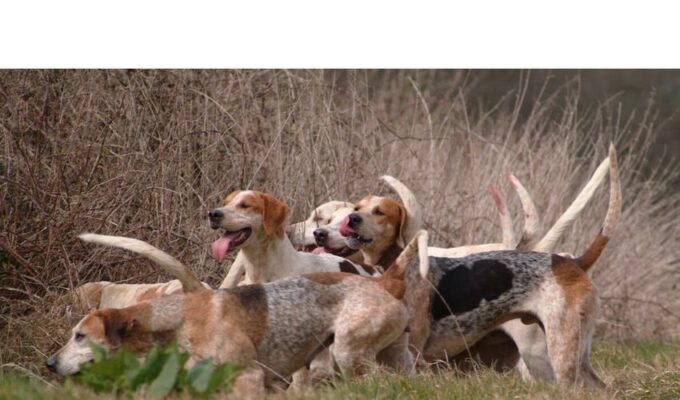 Top 10 kinh nghiệm quan trọng cho việc nuôi chó English Coonhound từ khi còn nhỏ đến khi trưởng thành