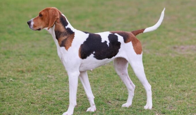 Cách chăm sóc chó English Coonhound từ 1-2 tháng tuổi: Bí quyết nuôi dạy chi tiết