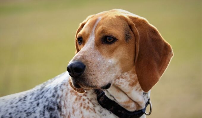 Những điều cần biết khi huấn luyện chó English Coonhound: Mẹo và kinh nghiệm