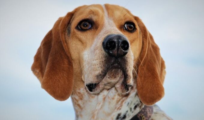 Cách nhận biết chó English Coonhound thuần chủng và không thuần chủng – Hướng dẫn chi tiết cho người yêu chó