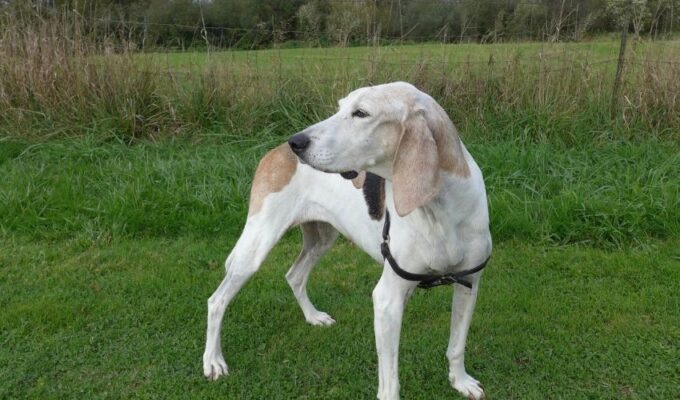 Cách chăm sóc và cắt tỉa lông cho chó English Coonhound