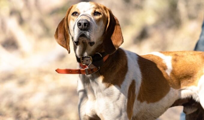 English Coonhound: Giới thiệu nguồn gốc và tính cách của loài chó này