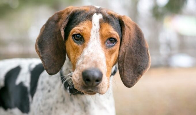 Những bí quyết quý báu khi chăm sóc chó English Coonhound con