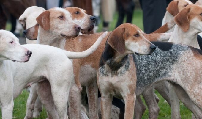 Giải Đáp Những Vấn Đề Thắc Mắc Khi Nuôi Chó English Coonhound: Bí Quyết Nuôi Chó Hiệu Quả