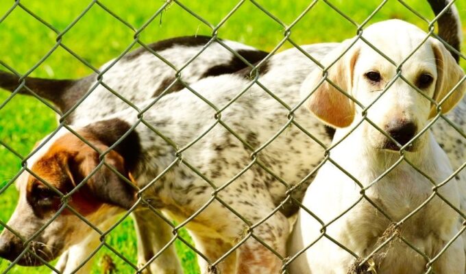 Tác hại của việc nuôi chó English Coonhound: 5 điều bạn cần biết ngay