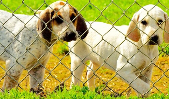 Top 10 đồ dùng nuôi chó English Coonhound cần có trong nhà