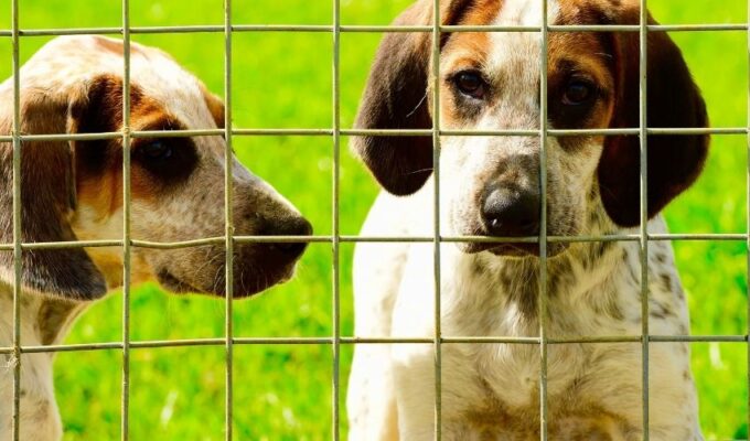 Những thông tin cơ bản cần biết khi chăm sóc chó English Coonhound