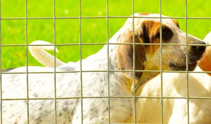 Top 5 lý do nên nuôi chó English Coonhound