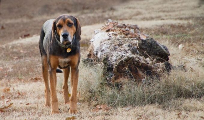 Tổng hợp những bí quyết nuôi chó English Coonhound tốt nhất