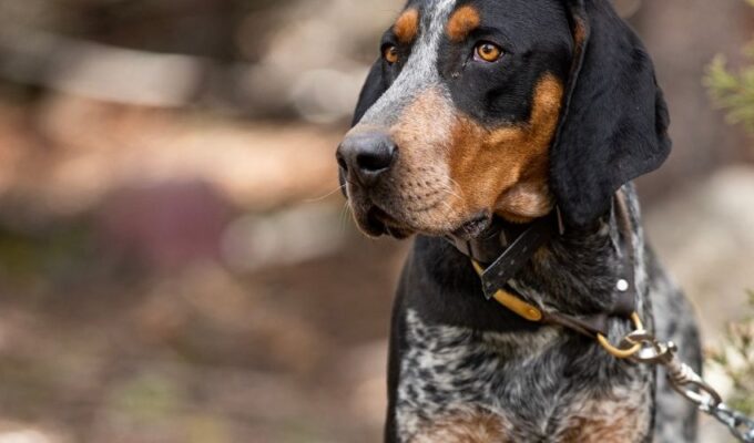 Những bí quyết chăm sóc và nuôi chó English Coonhound tại nhà hiệu quả