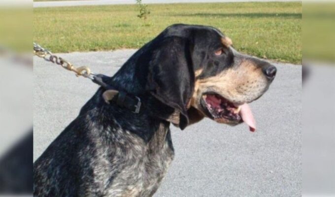 Cẩm nang nuôi chó English Coonhound tại nhà: Bí quyết và kinh nghiệm chăm sóc