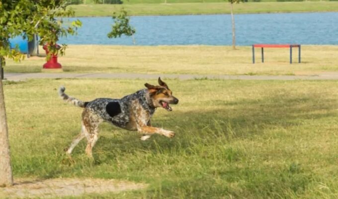 Đồ ăn phù hợp cho chó English Coonhound: Tìm hiểu thực phẩm cần thiết cho chó cưng của bạn